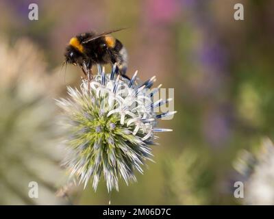 Echinops sphaerocephalus, Arctic Glow, Hummel auf Distel, mehrjährige Wiesenkraut Stockfoto