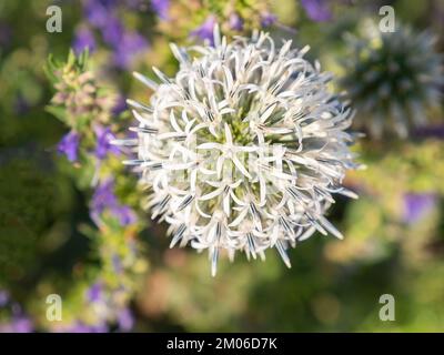 Echinops sphaerocephalus, Distel, Arctic Glow, Weißdorn, Dauergrünkraut Stockfoto