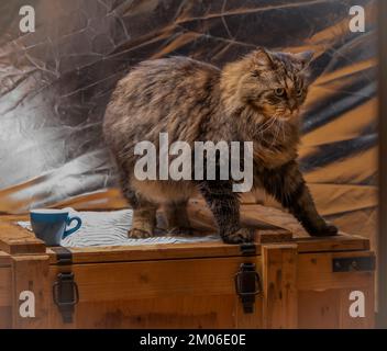 Tabby-braune Katze mit langem haarigem Schwanz und hellsilbernem Hintergrund Stockfoto