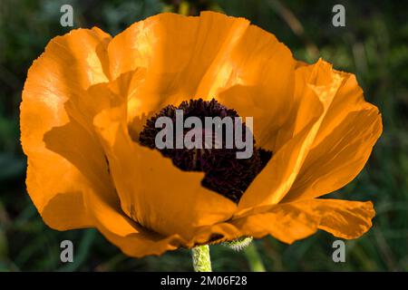 Ein gelber Mohn im Garten, eine große blühende Blume mit gelben Blütenblättern und eine schwarze Mitte. Stockfoto