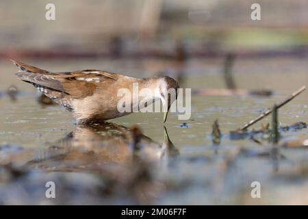 Die kleine Crack-Frau (Zapornia parva). Stockfoto