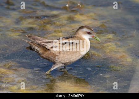 Die kleine Crack-Frau (Zapornia parva). Stockfoto