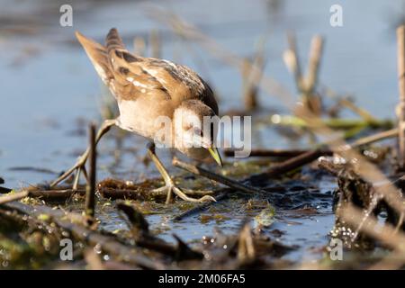 Die kleine Crack-Frau (Zapornia parva). Stockfoto