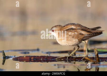 Die kleine Crack-Frau (Zapornia parva). Stockfoto