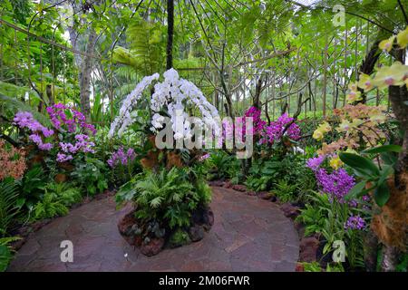 Die nationalen Orchideen (Orchidaceae) Garten, Singapur SIN Stockfoto