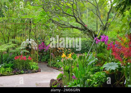 Die nationalen Orchideen (Orchidaceae) Garten, Singapur SIN Stockfoto