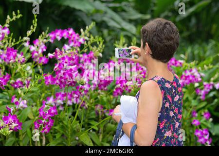 Die nationalen Orchideen (Orchidaceae) Garten, Singapur SIN Stockfoto