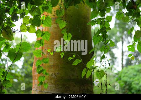 Die nationalen Orchideen (Orchidaceae) Garten, Singapur SIN Stockfoto