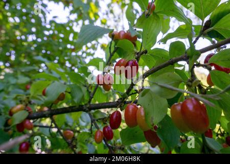 Nahaufnahme reifer roter Cornelienkirschen auf dem Ast Stockfoto