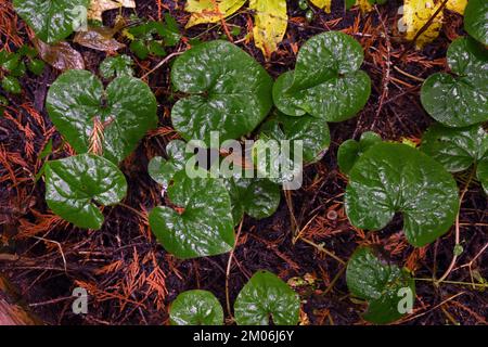 Wilder Ingwer (Asarum caudatum) in einem alten westlichen Redzedarwald im Herbst. Kootenai National Forest, Cabinet Mountains. (Foto: Randy Beacham) Stockfoto