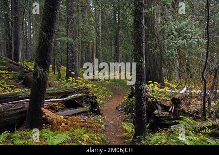 Old Growth Forest und Trail im Herbst. Kootenai National Forest in den Cabinet Mountains im Nordwesten von Montana. (Foto: Randy Beacham) Stockfoto