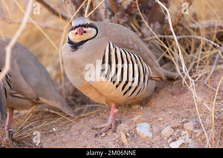 Wildes Chukar-Rebhuhn in der kalifornischen Wüste Stockfoto