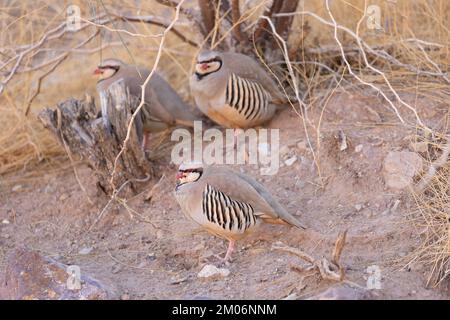 Wildes Chukar-Rebhuhn in der kalifornischen Wüste Stockfoto