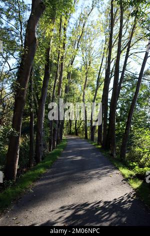 Diemelradweg und Wanderweg auf der Trasse der ehemaligen Carlsbahn, Hessen, Deutschland, Trendelburg Stockfoto