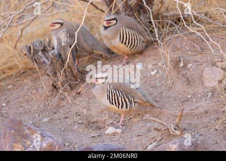 Wildes Chukar-Rebhuhn in der kalifornischen Wüste Stockfoto