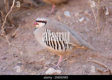 Wildes Chukar-Rebhuhn in der kalifornischen Wüste Stockfoto