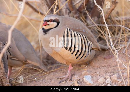 Wildes Chukar-Rebhuhn in der kalifornischen Wüste Stockfoto