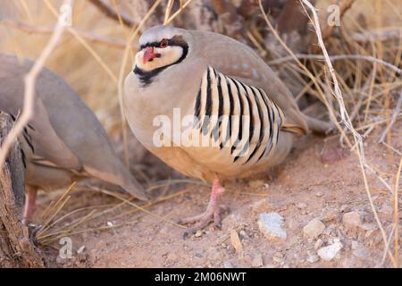 Wildes Chukar-Rebhuhn in der kalifornischen Wüste Stockfoto