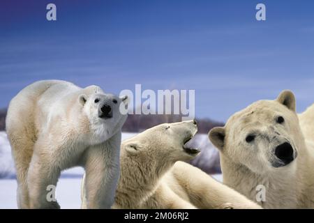 Der immer seltenere Eisbär oder Weißbär (Ursus maritimus) große Fleischfresser des Nordpols. Stockfoto