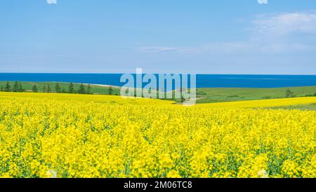 Die wunderschöne gelbe Canola Farm mit Blick auf den Ozean, Prince Edward Island, Kanada Stockfoto