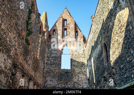 Rosa coeli, Ruinen der Kirche und des Klosters, Dolni Kounice in der Nähe der Stadt Ivancice, Südmähren, Tschechische Republik Stockfoto