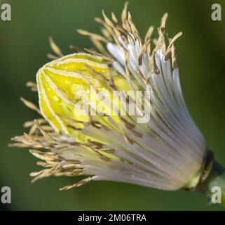 Detail Opiummohnblume, in latin papaver somniferum wird weißer blühender Mohn in der Tschechischen Republik für die Lebensmittelindustrie angebaut Stockfoto