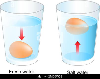 Ei-Test. Zwei Gläser mit Salz- und Süßwasser. Experimentieren Sie für Kinder über die Wasserdichte. Vektordarstellung Stock Vektor