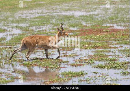 Männlicher bohor Reedbuck (Redunca redunca), der sich von Feuchtgebieten ernährt Stockfoto