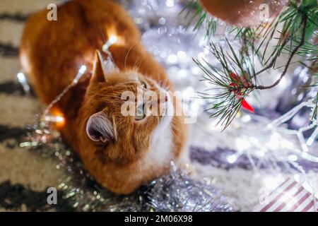 Draufsicht der Ingwerkatze, die den Weihnachtsbaum anschaut, nachdem sie zu Hause mit Lichtern und Lametta gespielt hat. Haustier hatte Spaß. Das Tier wurde für Silvester allein gelassen Stockfoto