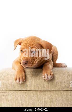 Süßer Pitbull mit roter Nase Stockfoto