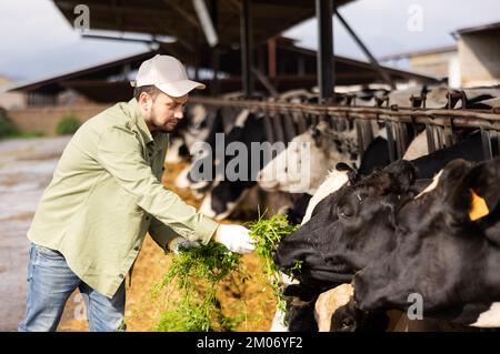 Männlicher Landwirt, der Kühe in Ställen mit Gras füttert Stockfoto