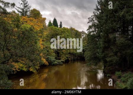 Spaziergang am Fluss Derwent im Herbst, Derbyshire, England Stockfoto