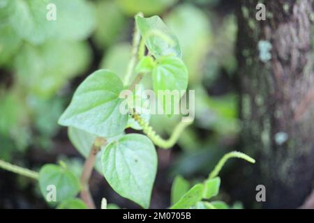 Chinesischer Betel oder auch bekannt als Ketumpangblätter (Peperomia pellucida) Stockfoto