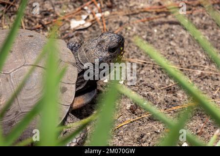 Gopher Schildkröte in freier Wildbahn Stockfoto