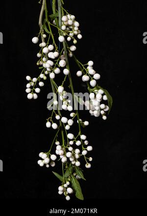 Callicarpa americana Lactea Weiße amerikanische Beautyberry Stockfoto