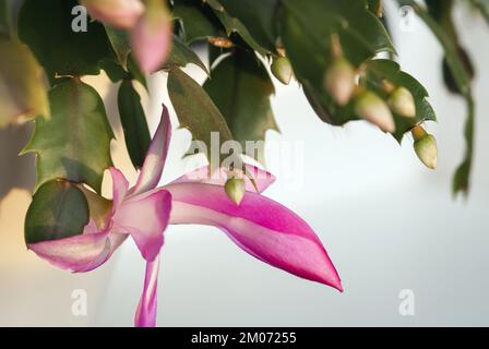 Weihnachtskaktus (Schlumbergera truncata) oder Krabbenkaktus beginnen im Winter zu blühen Stockfoto