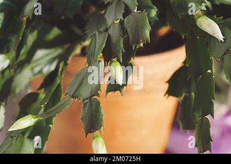 Weihnachtskaktus mit neuen Blütenknospen, Schlumbergera-Pflanze blüht in der Wintersaison Stockfoto