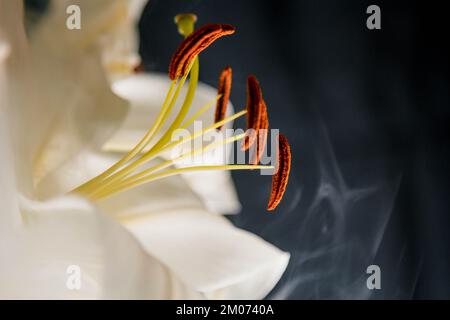 Lily-Zweig-Nahaufnahme in den Lichtstrahlen auf schwarzem Hintergrund. Zarte, weiße Blume. Die Konturen einer Blume in der atmosphärischen Dunkelfotografie. Blumen Stockfoto