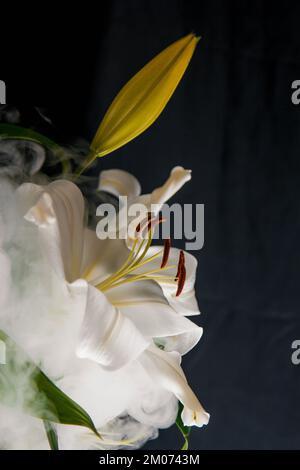 Lily-Zweig-Nahaufnahme in den Lichtstrahlen auf schwarzem Hintergrund. Zarte, weiße Blume. Die Konturen einer Blume in der atmosphärischen Dunkelfotografie. Blumen Stockfoto