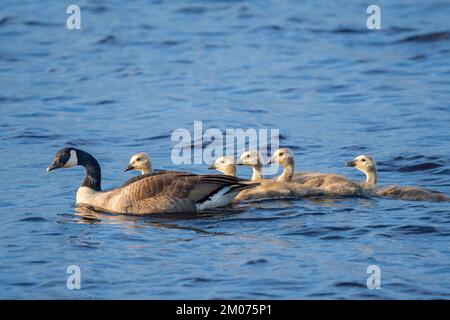 Kanadische Gans (Branta canadensis) and goslings., Nordamerika, von Dominique Braud/Dembinsky Photo Assoc Stockfoto