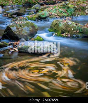 Eddy, Swiirling Leaves, Great Smoky Mountains NP, Herbst, TN, USA, von Dominique Braud/Dembinsky Photo Assoc Stockfoto