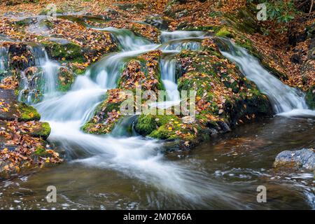 Wasserfall, Herbstfarben, Laurel Creek. Great Smoky Mountains National Park, TN, USA, Ende Oktober, von Dominique Braud/Dembinsky Photo Assoc Stockfoto