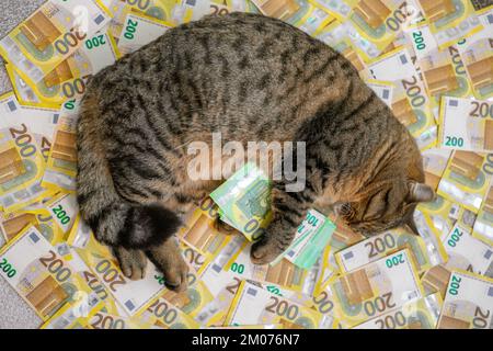 Katzenaufwendungen. Kosten für tierärztliche Dienstleistungen für Haustiere. Schlafende gestreifte Katze mit einem Päckchen Euro auf Euro-Banknoten-Hintergrund. Die Kosten für die Aufbewahrung einer Katze Stockfoto