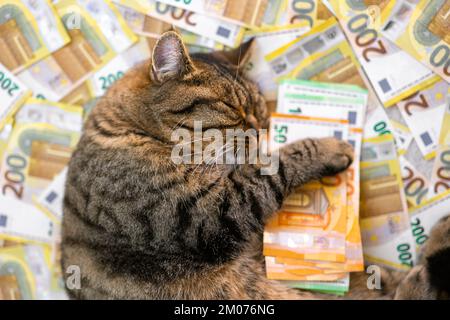 Katzenaufwendungen. Kosten für tierärztliche Dienstleistungen für Haustiere. Gestreifte Katze mit einer Packung Euro auf Euro-Banknoten-Hintergrund. Die Kosten für die Haltung einer Katze in Europa Stockfoto