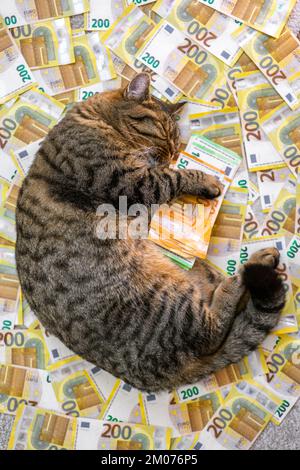 Kosten für die Haltung einer Katze in Europa. Kosten für tierärztliche Dienstleistungen für Haustiere. Schlafende gestreifte Katze mit einer Packung Euro auf Euro-Banknoten-Hintergrund. Haustier Stockfoto