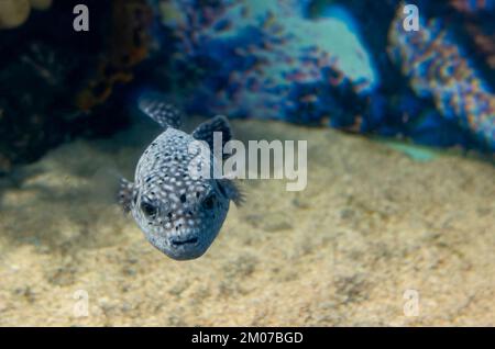 Ein schwarzer, weißer, gefleckter Kugelfisch Arothron Meleagris Stockfoto