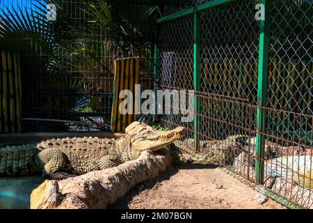 Ein schlafendes Krokodil an Land aus der Nähe Stockfoto