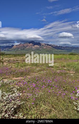 Farbenfrohe Wildblumen erhellen die ländliche Landschaft von Portal, Arizona, in malerischer Landschaft mit Himmel und fernen Chiricahua Mountains Stockfoto