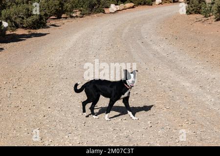 Das Hündchen rennt auf der Straße Stockfoto