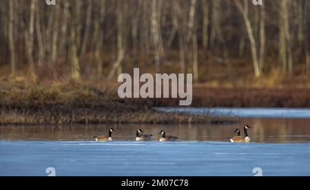 Kanadische Gänse, die in einem teilweise aufgetauten Feuchtgebiet im Norden von Wisconsin schwimmen. Stockfoto